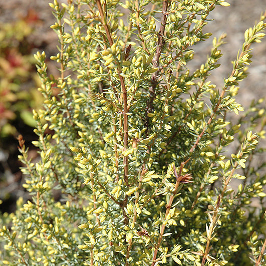 Juniper Gold Cone