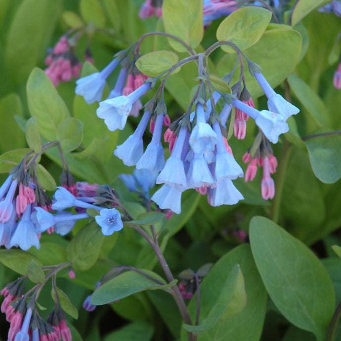 Virginia Bluebells