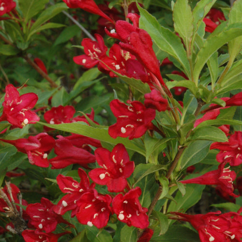 Weigela Red Prince