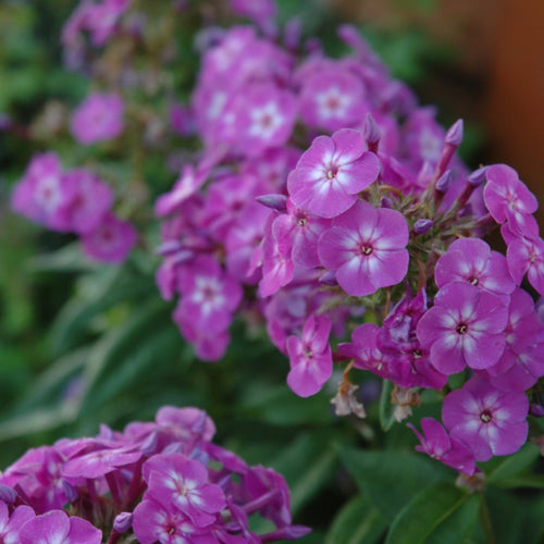 Phlox Garden Candy Store Bubblegum Pink