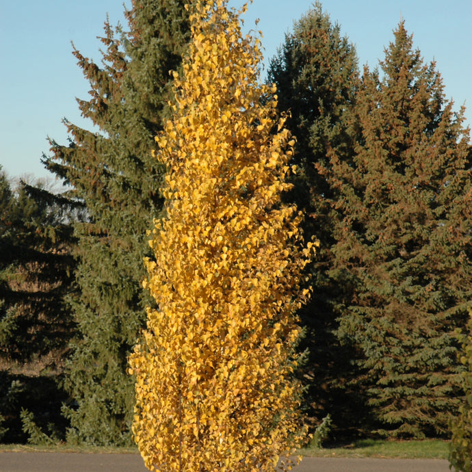 Birch Parkland Pillar