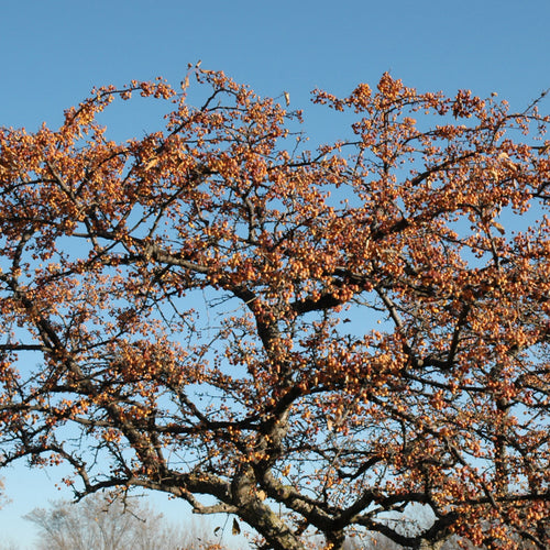 Crabapple Spring Snow