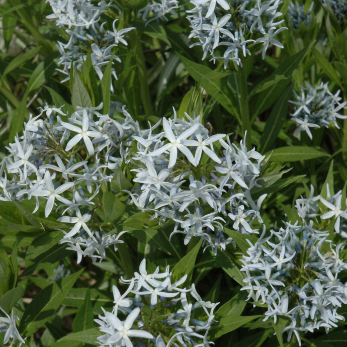 Amsonia Blue Star Blue Ice