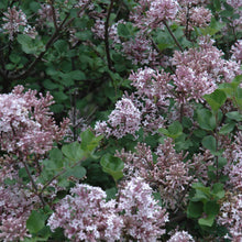 Load image into Gallery viewer, Lilac Dwarf Korean Tree