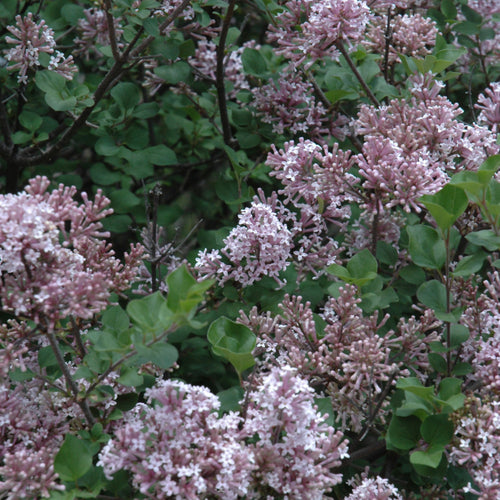 Lilac Dwarf Korean Tree