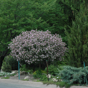 Lilac Dwarf Korean Tree