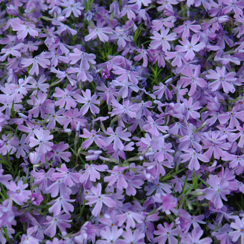 Phlox Creeping Emerald Pink