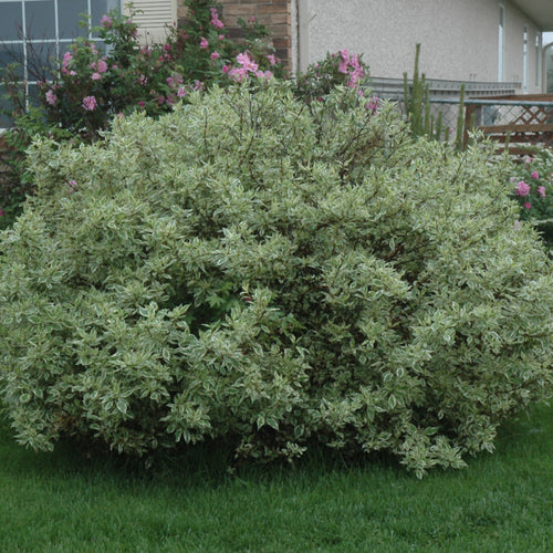 Dogwood Ivory Halo