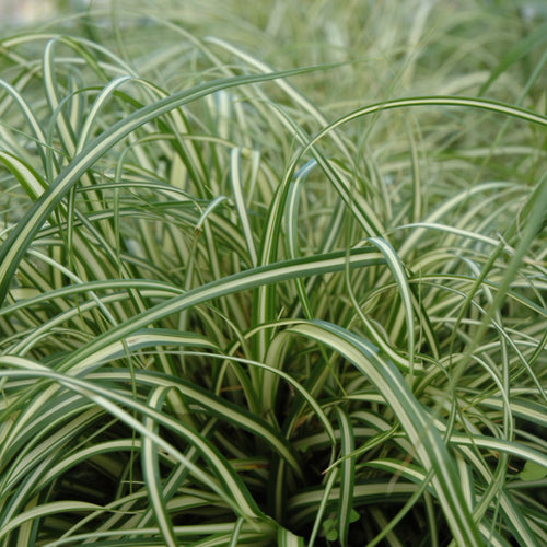 Grass Sedge Everillo
