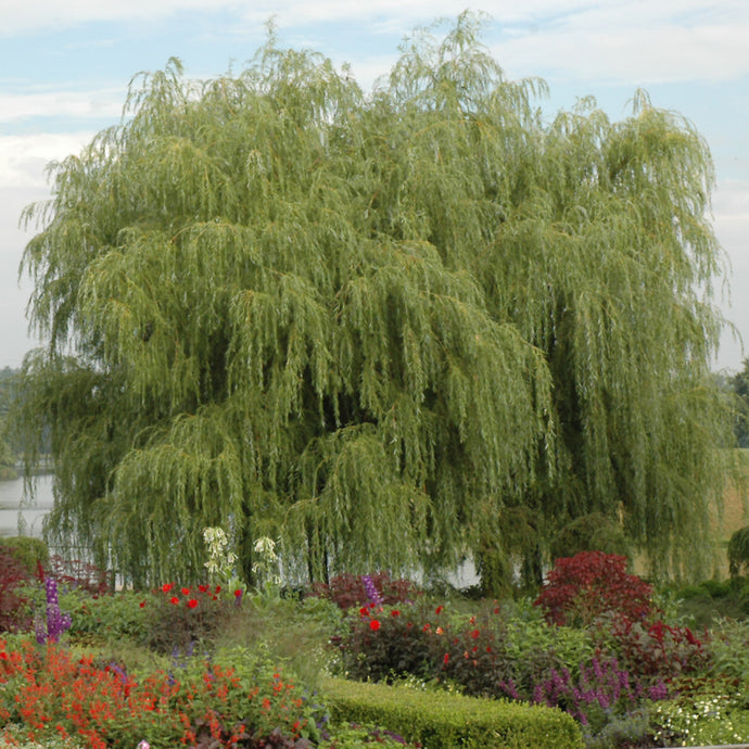 Willow Weeping Golden