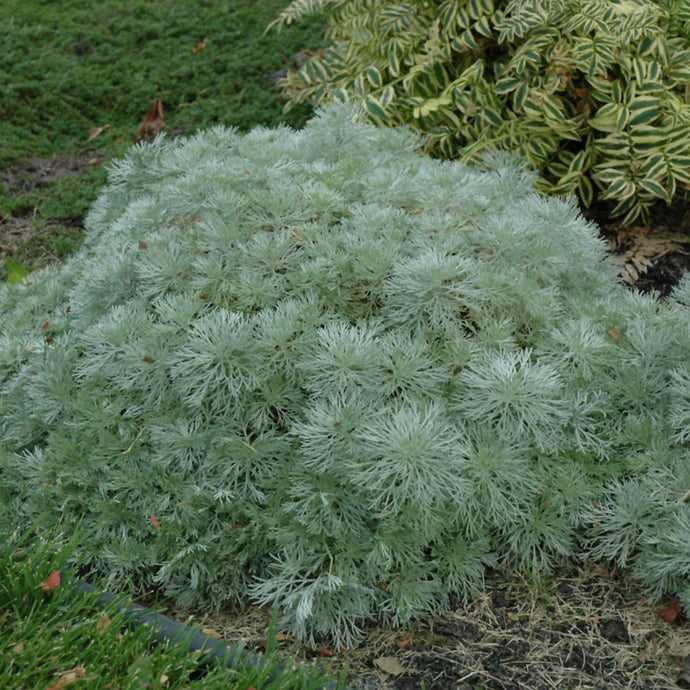 Artemisia Silvermound