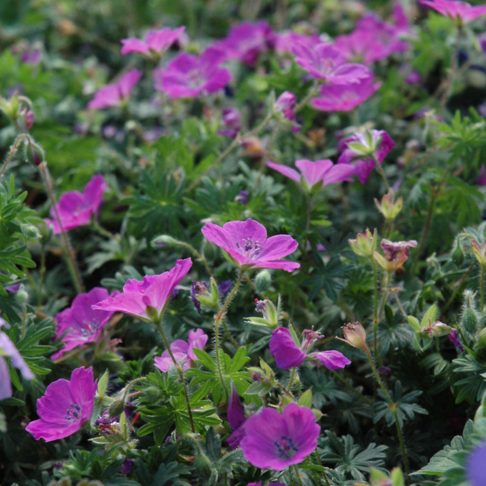 縮緬本The Flowers of Remembrance and Forg.. Teleflora's Skies Of Remembrance Bouquet in Eagle River AK