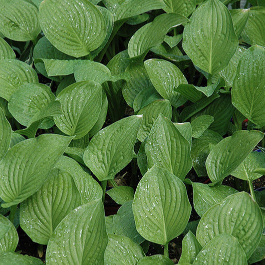 Hosta Royal Standard - Lush Shade Perennial – Wasson Nursery