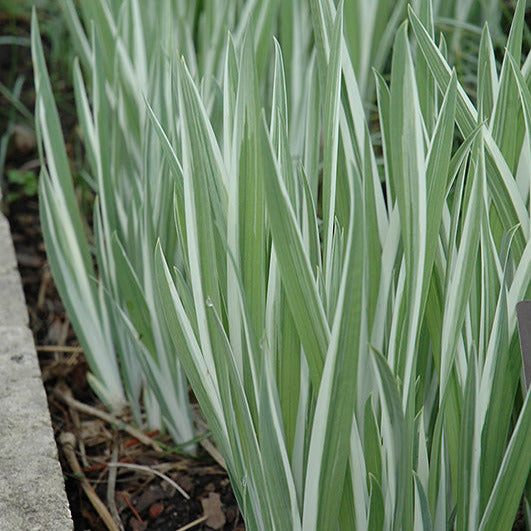 Iris Japanese Variegated