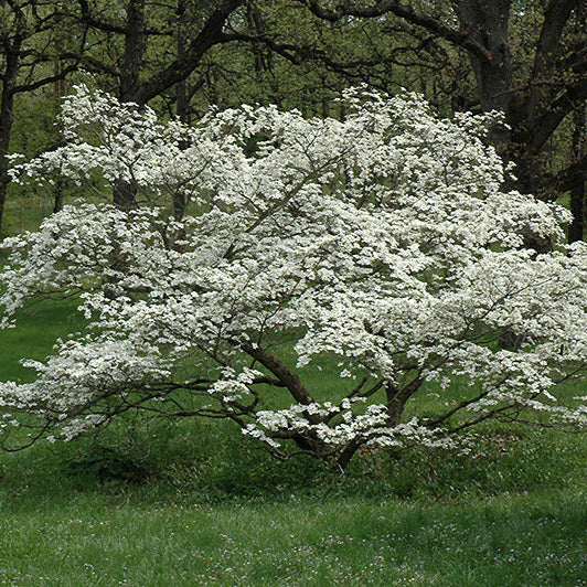 White flowering Dogwood Cherokee Princess tree in full spring bloom on green lawn