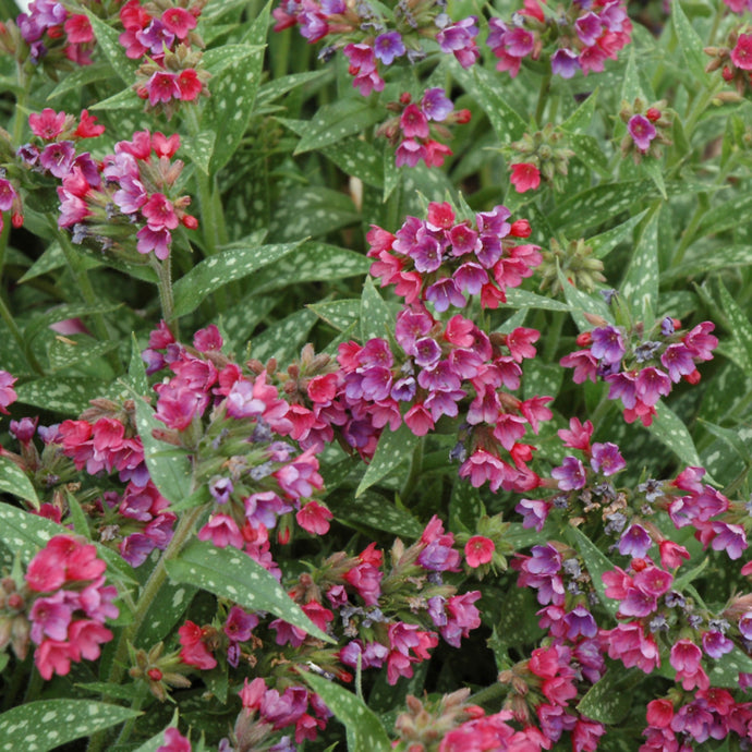 Lungwort Raspberry Splash