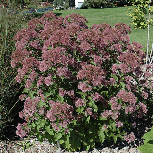 Joe Pye Weed Little Joe perennial plant with clusters of pink-purple flowers in garden setting