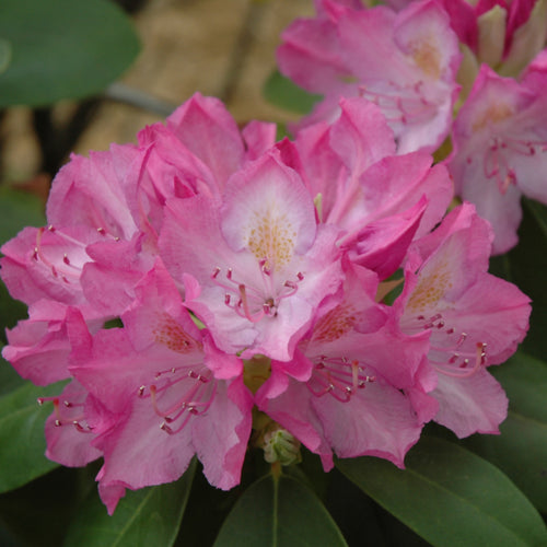 Rhododendron Roseum Elegans