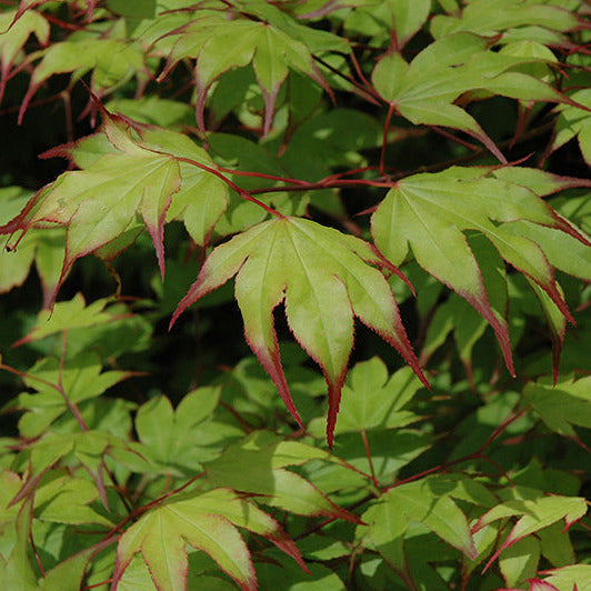 Maple Japanese Tsuma Gaki