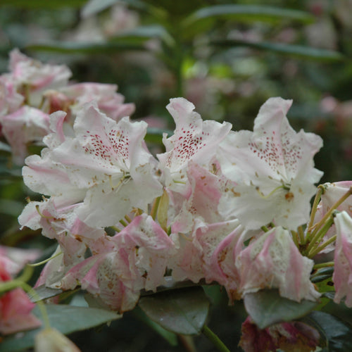 Rhododendron PJM Elite