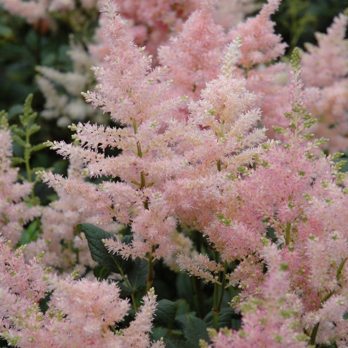 Astilbe Peach Blossom perennial with feathery pink plumes and green foliage
