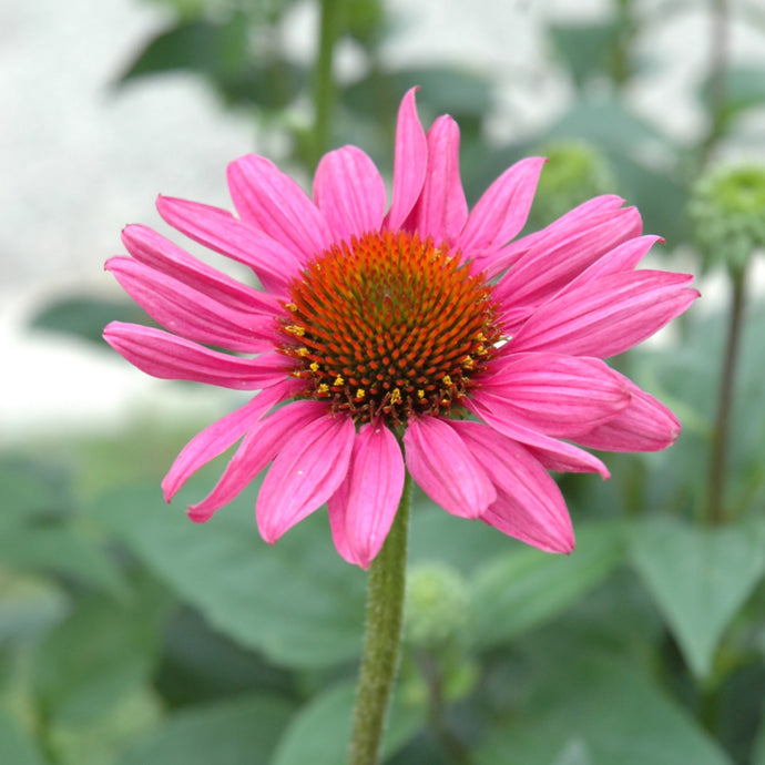 Coneflower Magnus