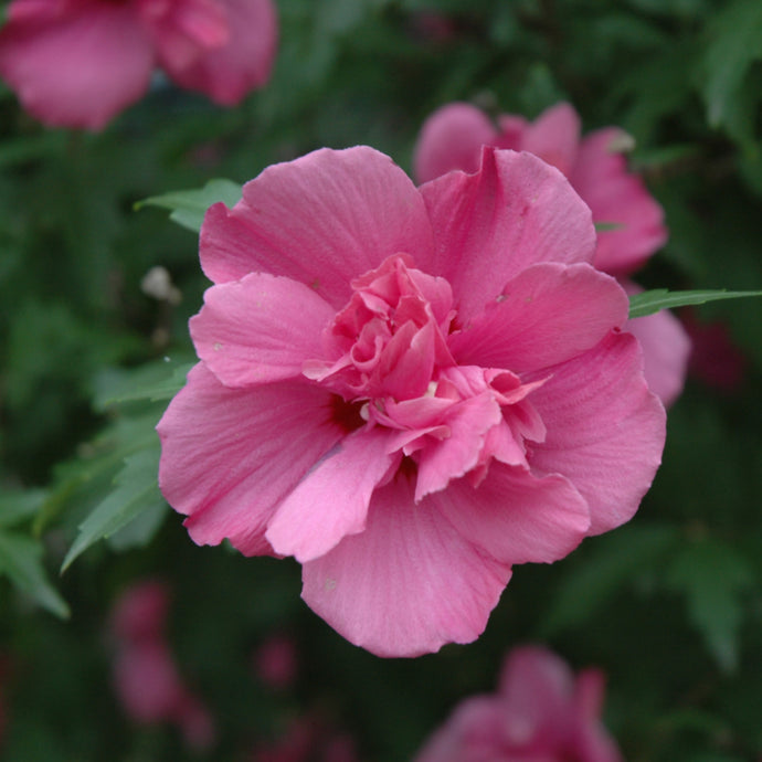 Rose of Sharon Lucy Tree