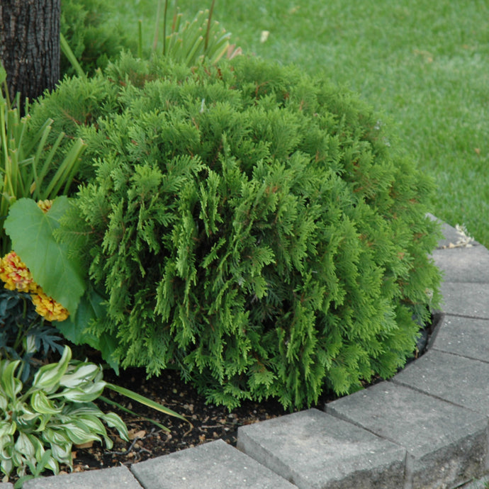 Compact round Arborvitae Danica shrub with dense bright green foliage in landscaped garden bed