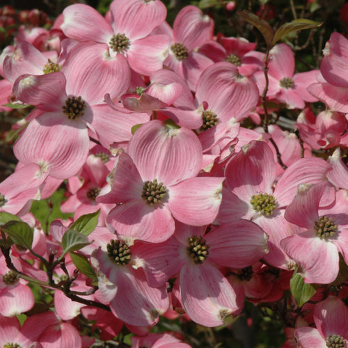 Dogwood Cherokee Brave