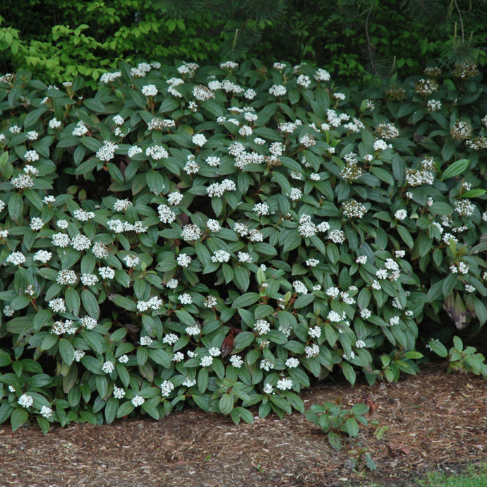 Viburnum Judd