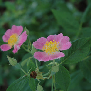 Rose Climbing Westerland