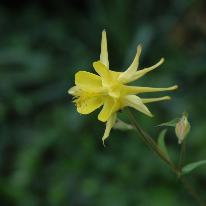 Columbine Earlybird Yellow