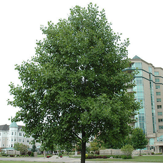 Large mature tulip tree with full green canopy in urban landscaping setting