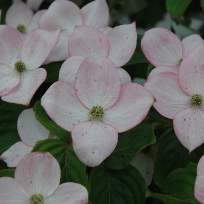 Pink-edged white dogwood flowers with four petals and green centers on leafy branches