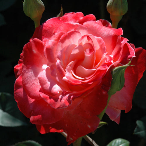 Rose Hybrid Tea Gemini