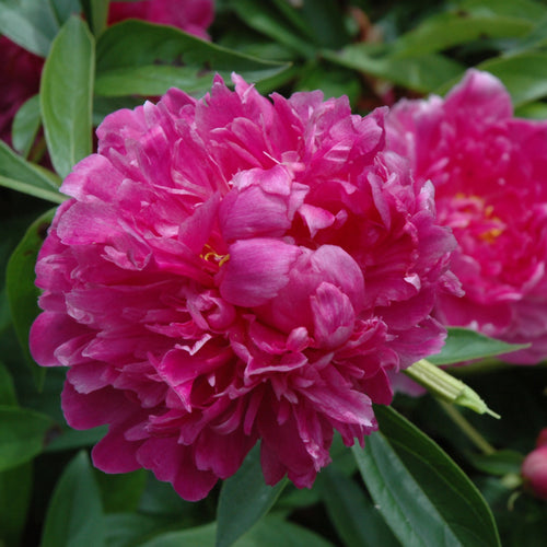 Peony Victoire de la Marne