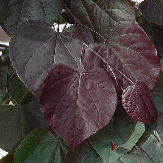 Redbud Eastern Burgundy Hearts