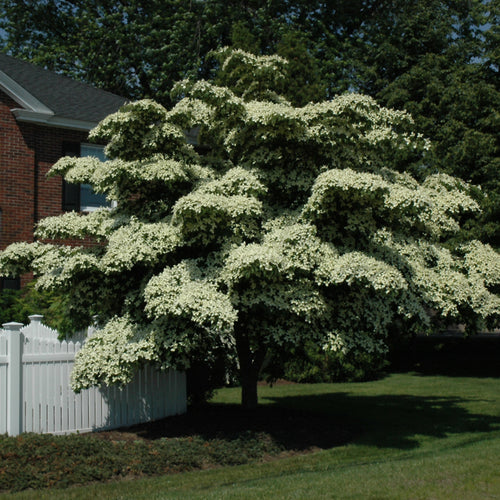 Dogwood Kousa