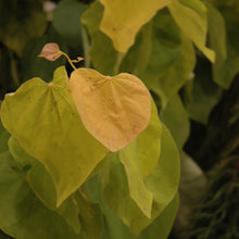 Load image into Gallery viewer, #7 Redbud Eastern Rising Sun