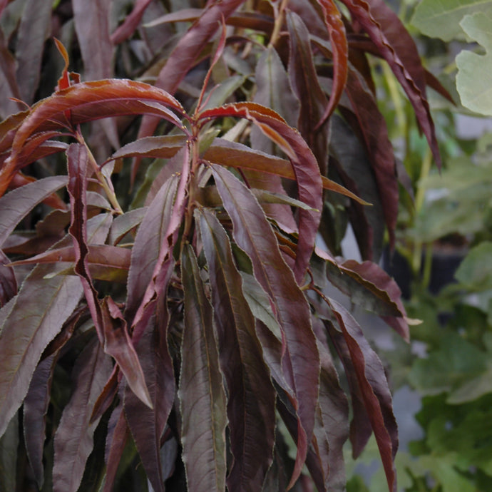 Peach Bonfire Patio tree with drooping burgundy and bronze colored leaves