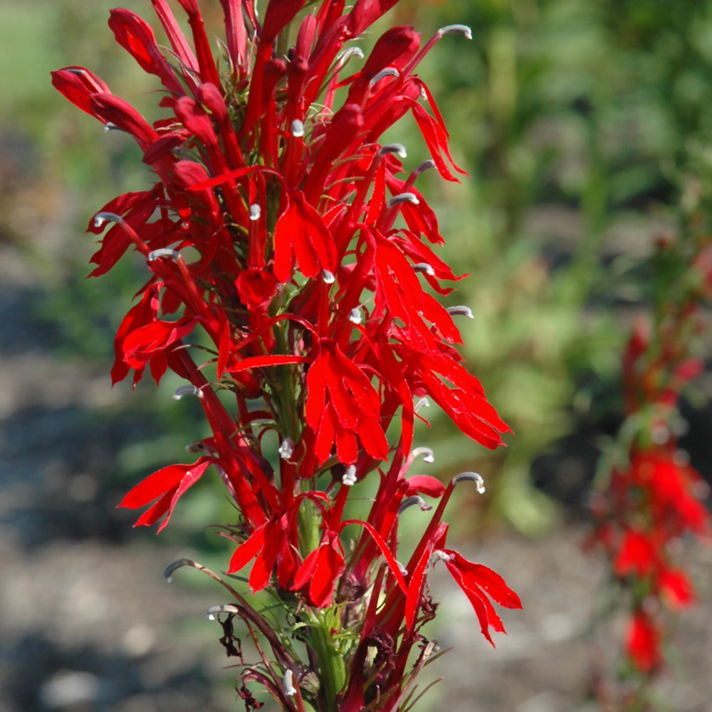 Cardinal Flower – Wasson Nursery