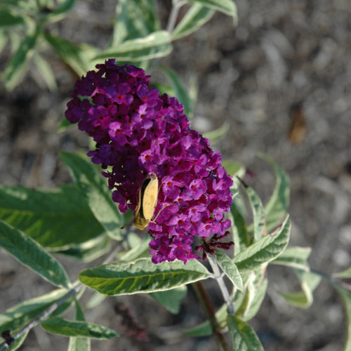 Butterfly Bush Pugster Blue