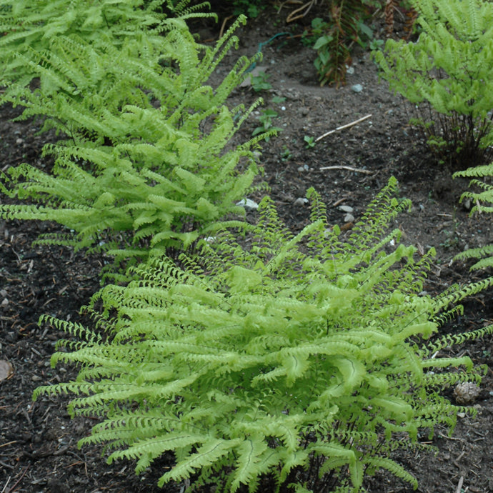 Young green ferns with delicate fronds growing in dark garden soil
