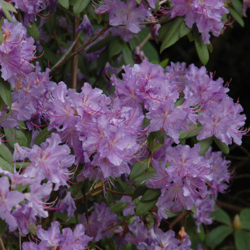 Rhododendron Chionoides