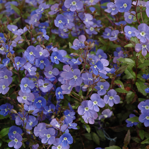 Speedwell Creeping Georgia Blue