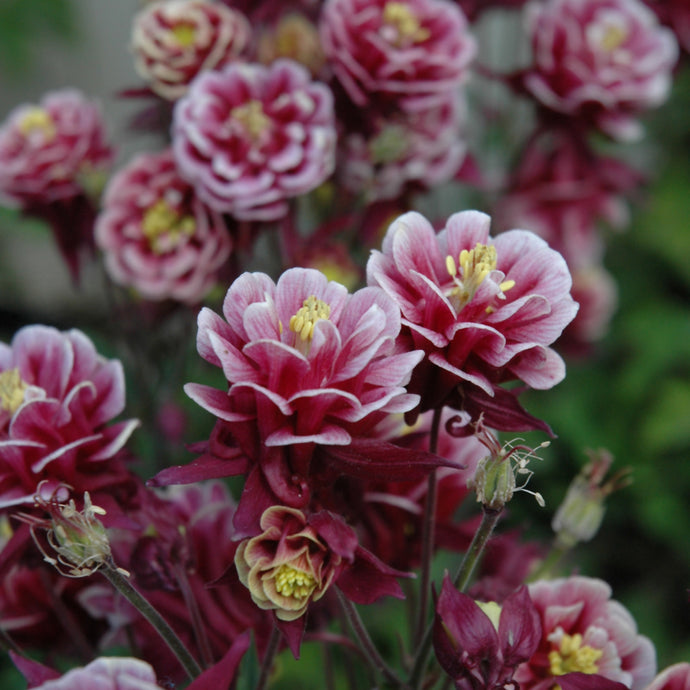 Columbine Winky Double Rose & White