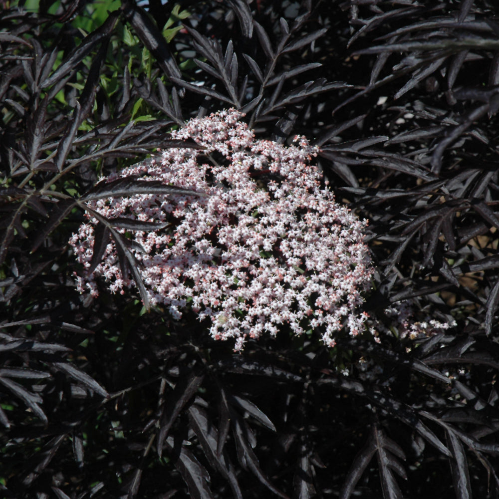Elderberry Black Lace: Striking Purple Foliage Shrub – Wasson Nursery