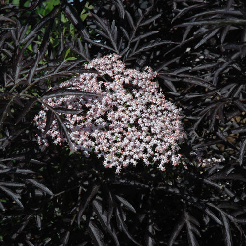 Elderberry Black Lace