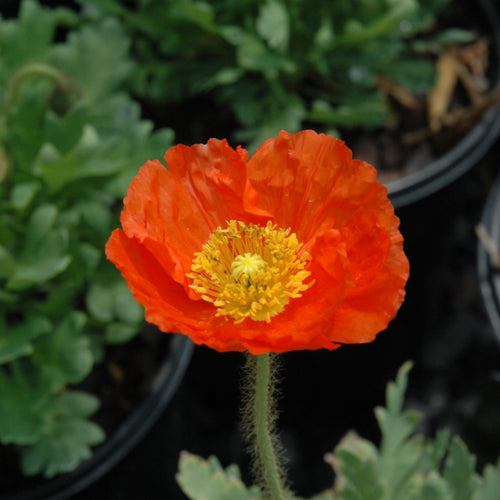 Poppy Prince of Orange