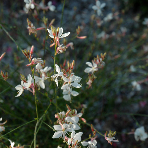 Gaura Belleza White